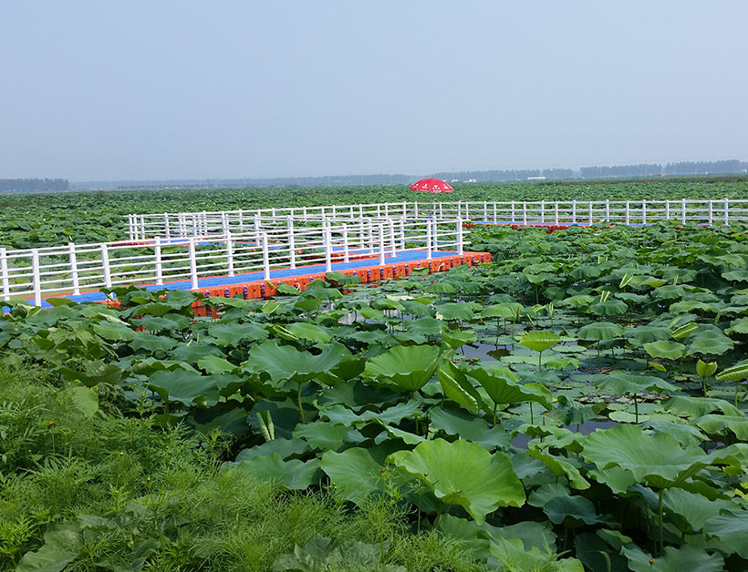 淮安荷花池水上浮桥